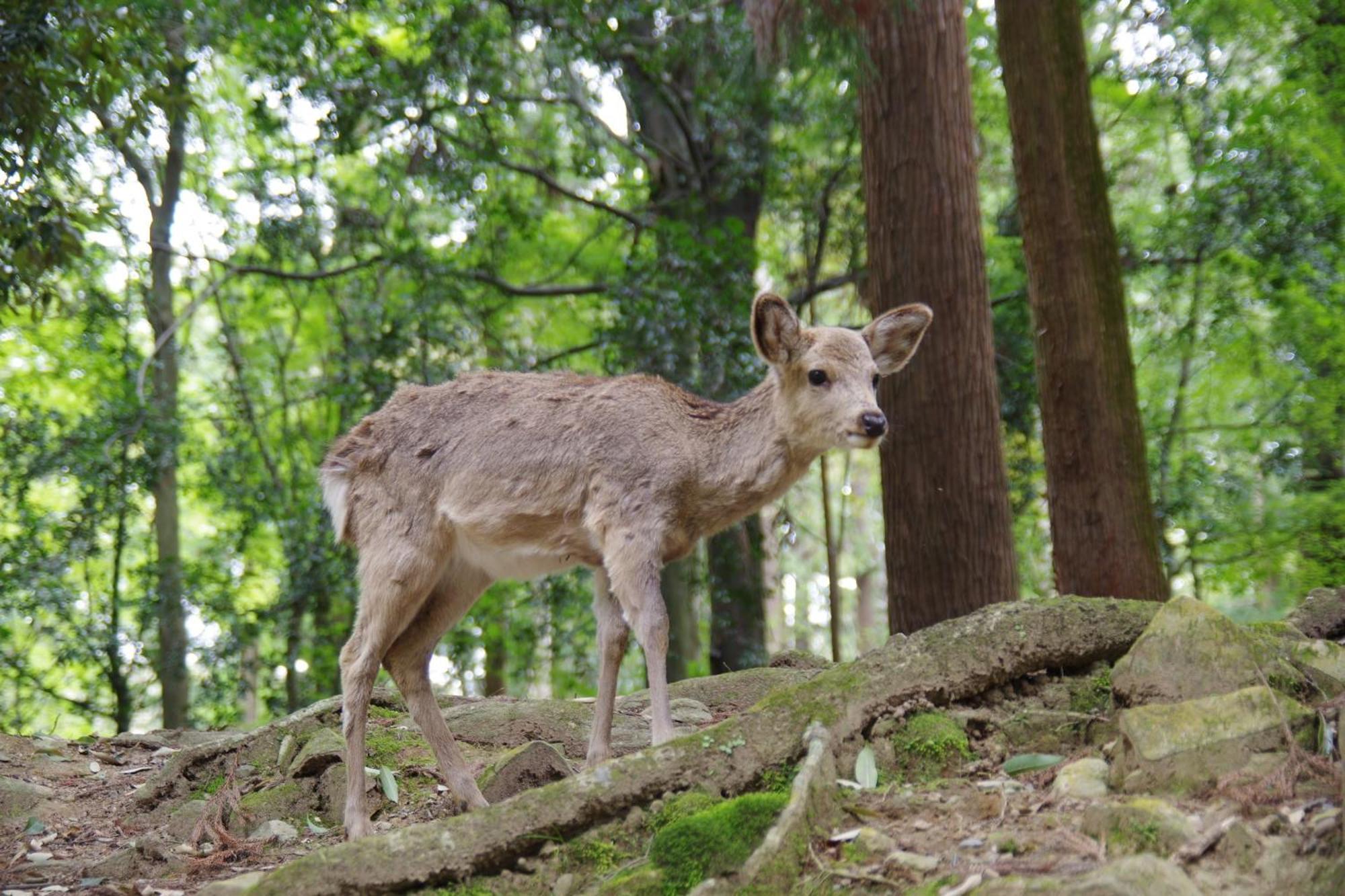 奈良市ファミリー　イン　ナラアパートメント エクステリア 写真