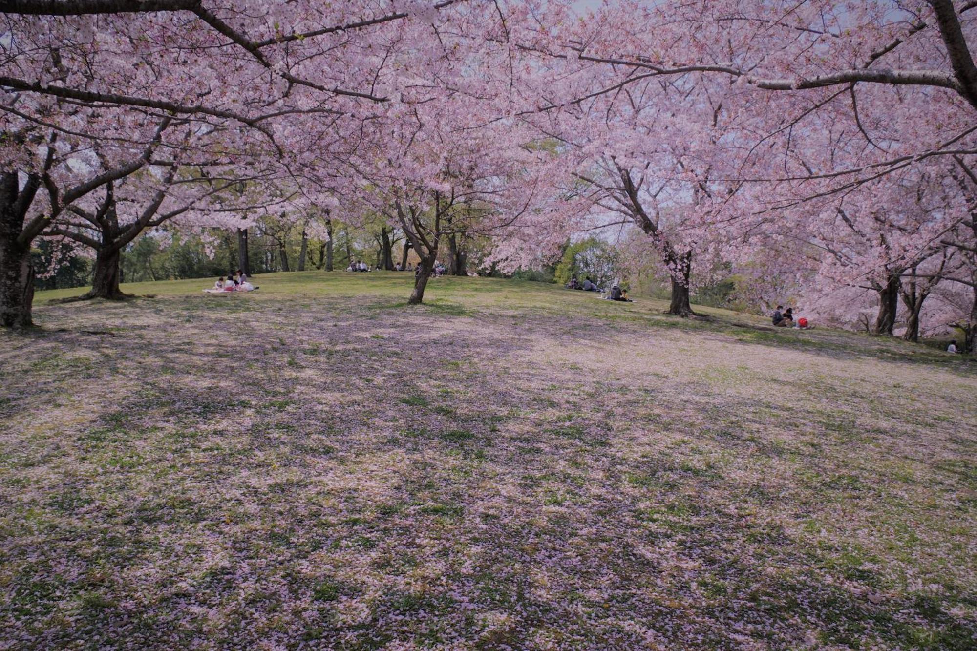 奈良市ファミリー　イン　ナラアパートメント エクステリア 写真